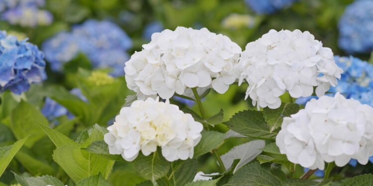 Dicas para criar um jardim de hortênsias coloridas que vai impressionar