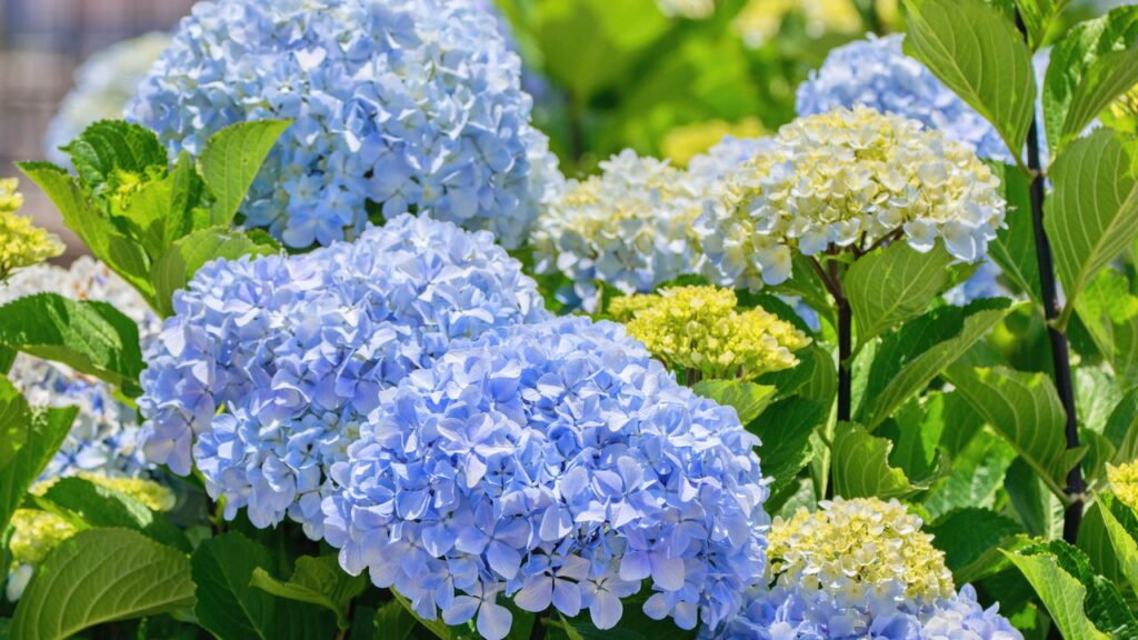 Dicas para criar um jardim de hortênsias coloridas que vai impressionar