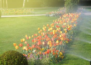 A importância de economizar água na irrigação da horta e como fazer isso corretamente