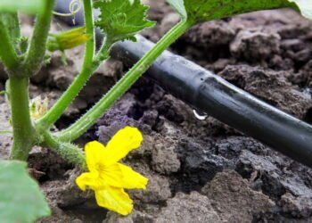 Como economizar água com um sistema de irrigação automática em casa