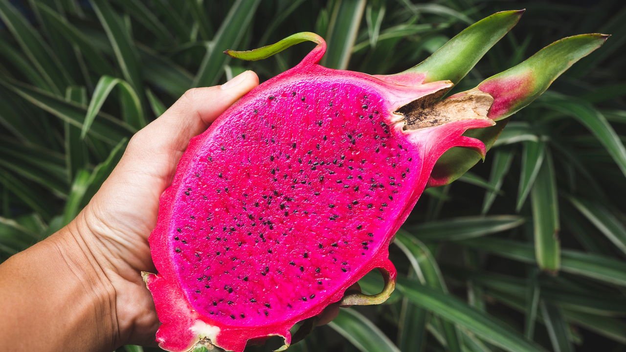 Pitaya Simple Aprenda a plantar Pitaya do jeito certo com dicas infalíveis