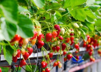 Como Plantar Morangos em Casa
