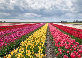 Tulipas em Casa: Descubra Como Cultivar essa Flor Elegante em Vasos Créditos: depositphotos.com / O.Rohulya