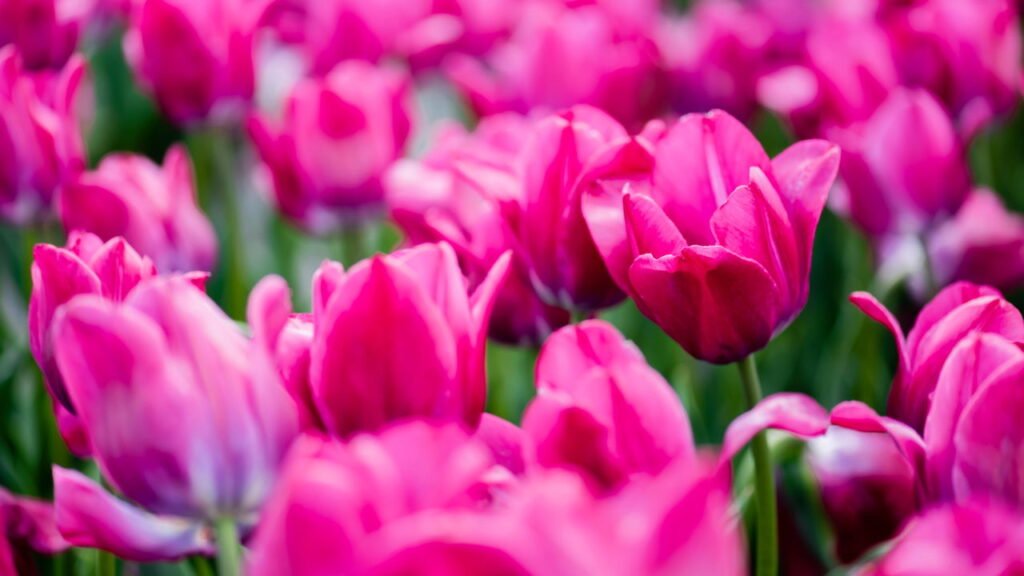 tulipas Créditos: depositphotos.com / VitalikRadko