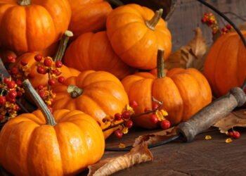 Como plantar abóboras de um jeito simples e prático