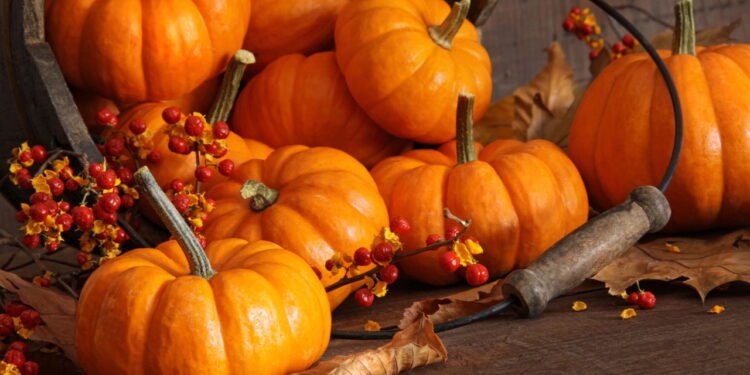 Como plantar abóboras de um jeito simples e prático