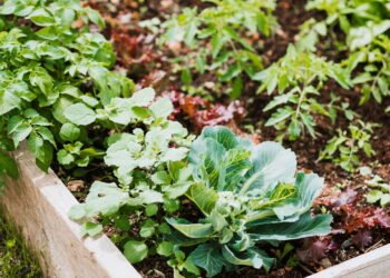 Passo a passo para plantar alface em casa
