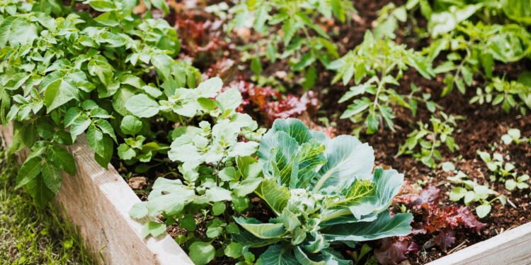Passo a passo para plantar alface em casa