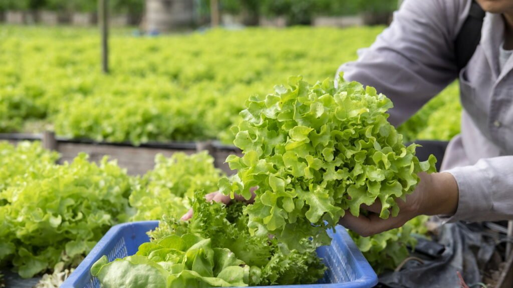 Dicas Essenciais para Cultivar Alface em Casa