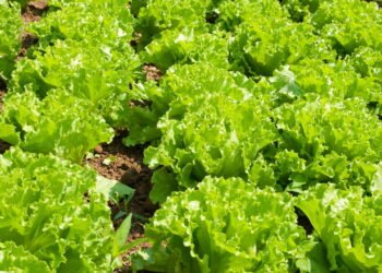 Como Cultivar Alface em Casa