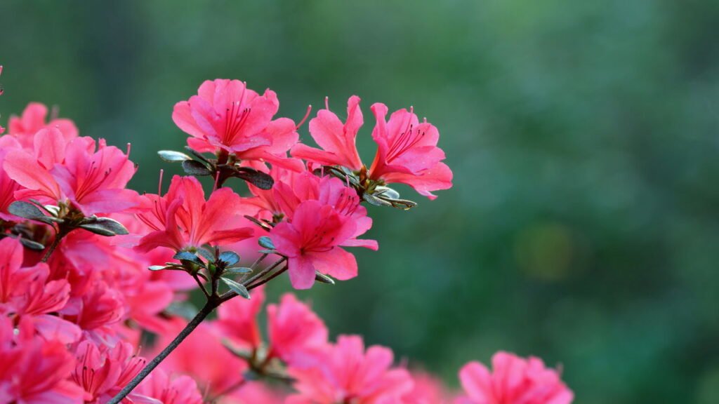 Como fazer suas azaleias crescerem fortes e saudáveis