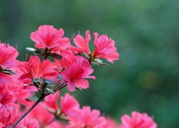 Como fazer suas azaleias crescerem fortes e saudáveis