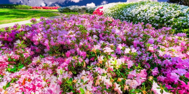 Jardim de azaleias - Créditos: depositphotos.com / dfikar