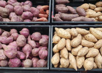 Plantar batata em casa é simples e prático, veja dicas