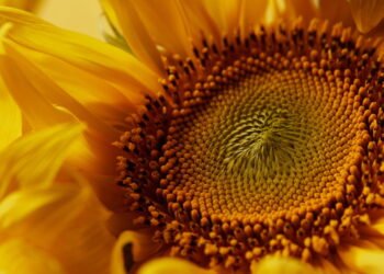 Quer um jardim radiante? Veja como plantar girassóis em casa!