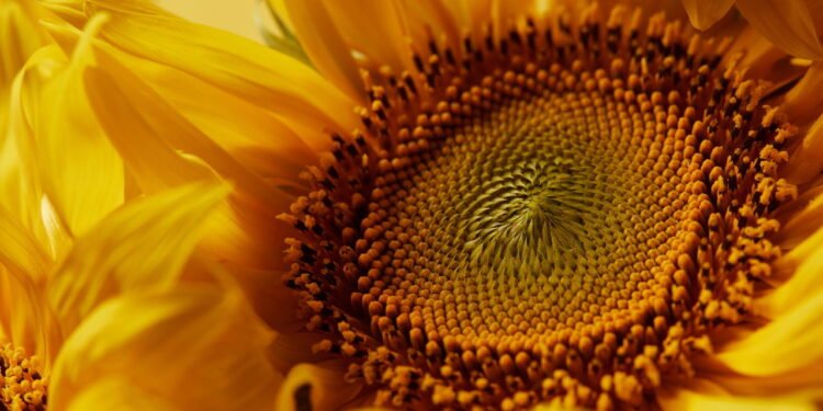 Quer um jardim radiante? Veja como plantar girassóis em casa!