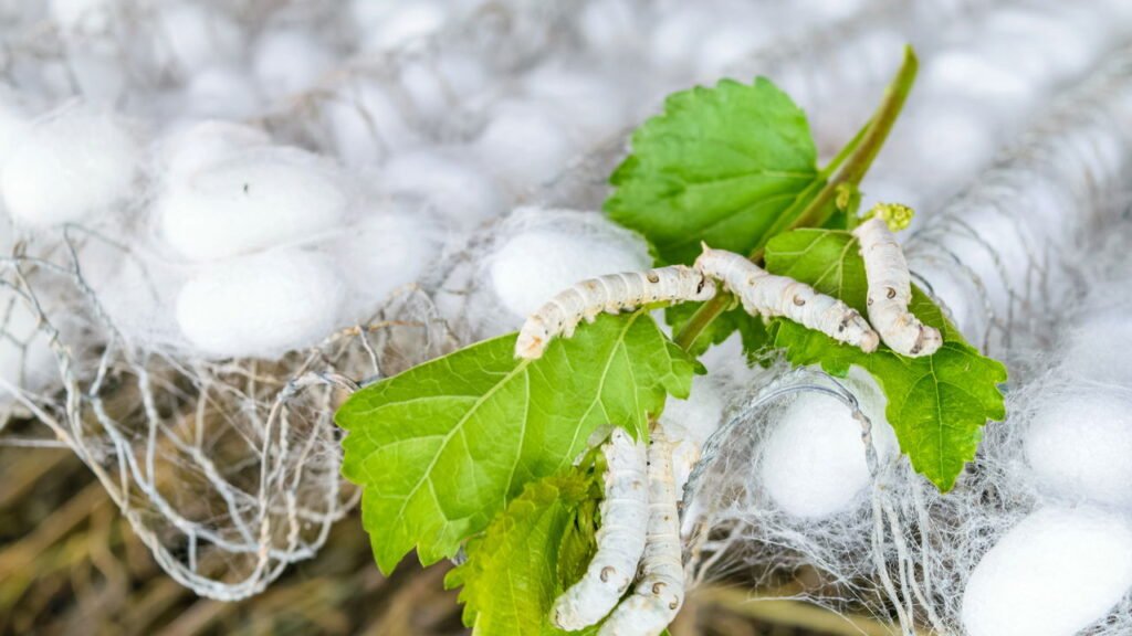 A simples queda de uma largarta cria o tecido mais caro do mundo