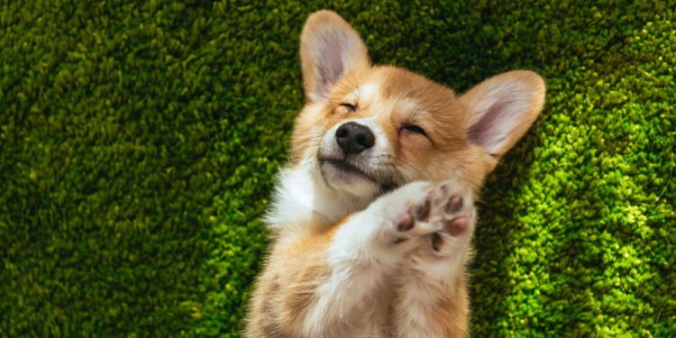 Devo ou não adotar um cachorro? Veja os prós e contras dessa decisão