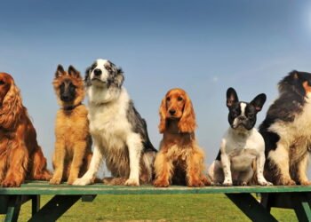 Essas são as raças dos cachorros mais inteligentes do mundo