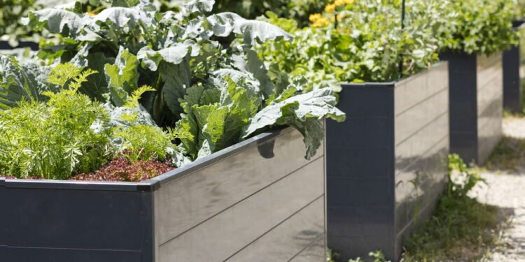 Canteiro de horta- Créditos: depositphotos.com / Serdynska