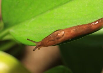 Plantas repelentes e outras soluções caseiras contra lesmas e caracóis