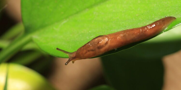 Plantas repelentes e outras soluções caseiras contra lesmas e caracóis