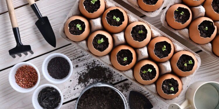 Como usar casca de ovo como fertilizante natural e beneficiar seu solo