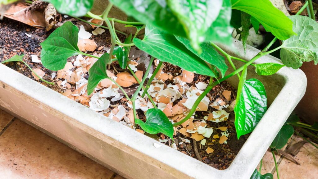 Como usar casca de ovo como fertilizante natural e beneficiar seu solo