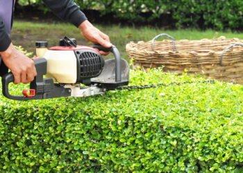 Cercas vivas! Como criar barreiras naturais com estilo e funcionalidade