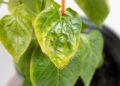 Como identificar e corrigir deficiências nutricionais nas plantas