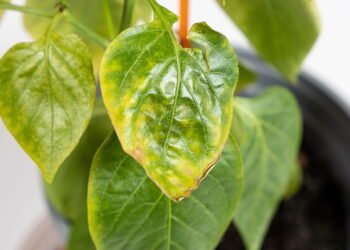 Como identificar e corrigir deficiências nutricionais nas plantas