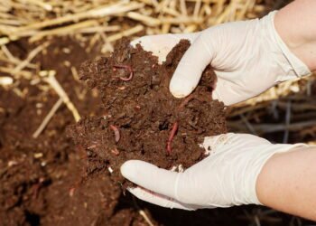 Dicas para manter a fertilidade do solo a longo prazo sem produtos químicos