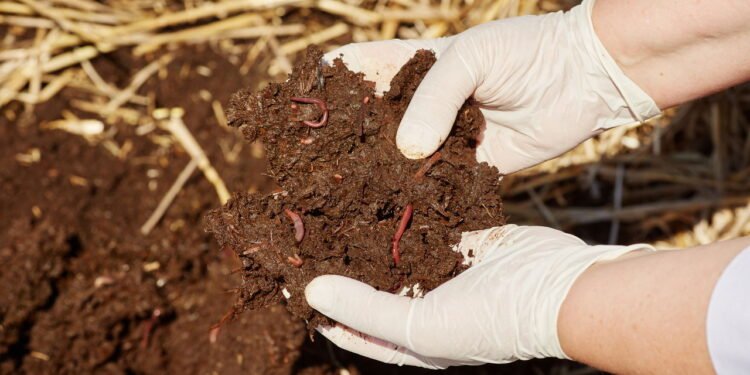 Húmus de minhoca - Créditos: depositphotos.com / Alimkin