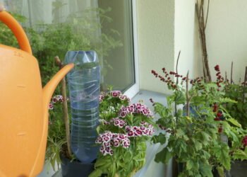 Garrafas PET como solução sustentável para hortas urbanas