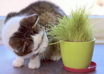 Como plantar milho para gatos comerem em casa?