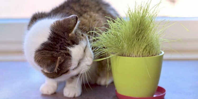 Como plantar milho para gatos comerem em casa?