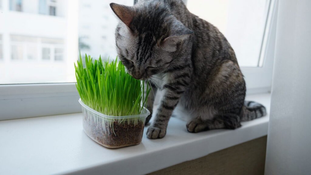 Você sabia que gatos adoram milho? Aprenda a plantar para seu felino!