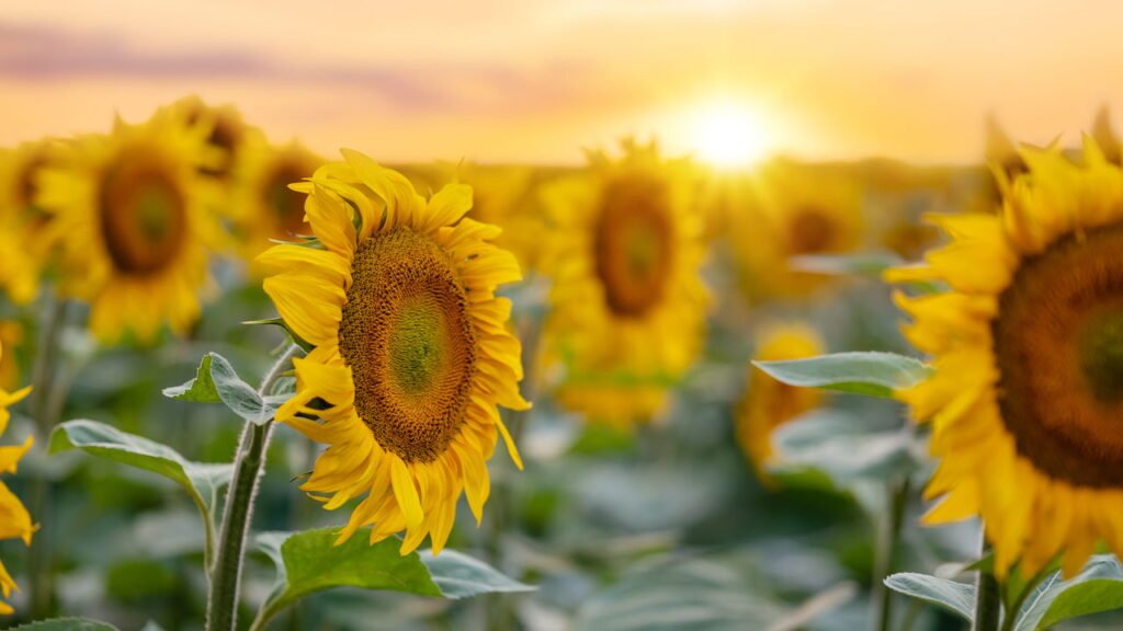 Como plantar girassóis e garantir flores vibrantes o ano todo