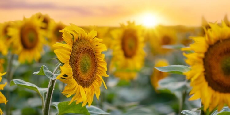 Como plantar girassóis e garantir flores vibrantes o ano todo