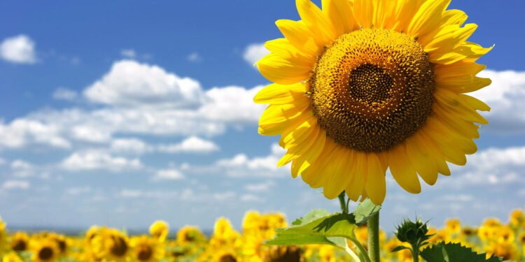 Como plantar girassóis e garantir flores vibrantes o ano todo