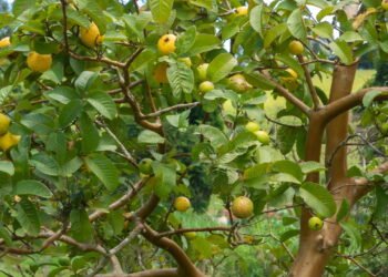 Quando e como colher goiabas para aproveitar o melhor sabor