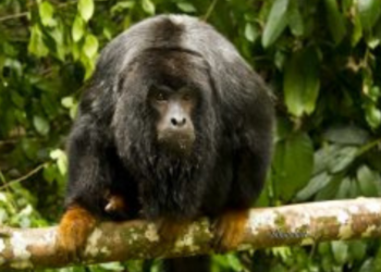 Veja os 10 animais exóticos que você só encontra no Brasil