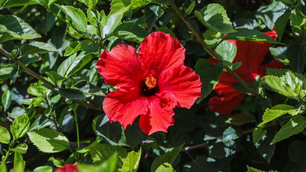 Cultive hibiscos com sucesso e encante seu jardim