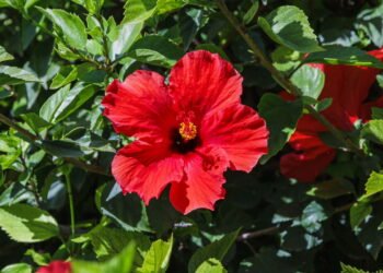 Cultive hibiscos com sucesso e encante seu jardim