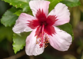 Cultive hibiscos com sucesso e encante seu jardim