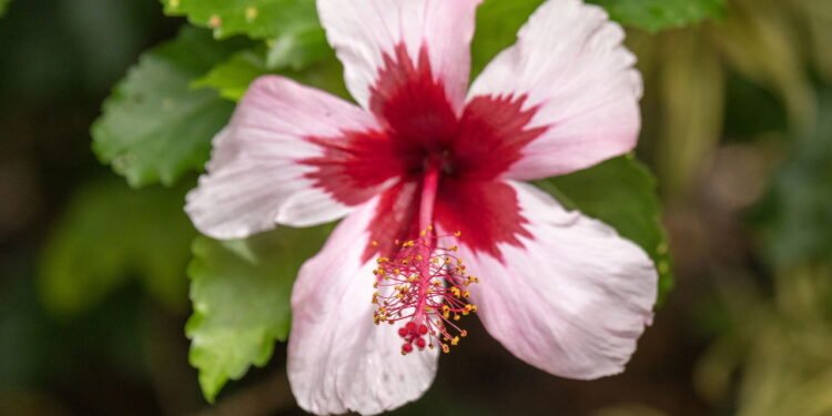 Cultive hibiscos com sucesso e encante seu jardim
