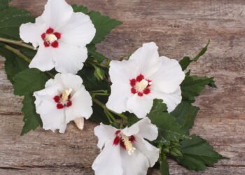 Aprenda a plantar a flor que combate inchaço e pressão alta