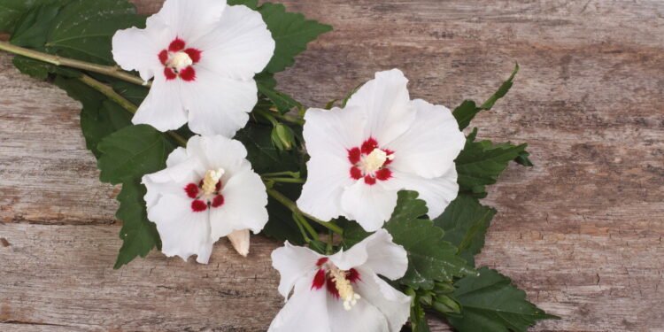 Aprenda a plantar a flor que combate inchaço e pressão alta