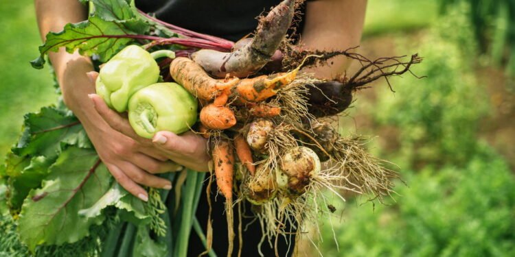 Dicas práticas para uma horta orgânica saudável e sustentável