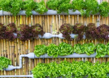 Horta Vertical em casa e super fácil Créditos: depositphotos.com / Piyachok